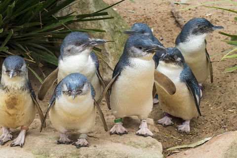 Healesville Sanctuary And Phillip Island Wildlife Bus Tour - Attractions Sydney 2