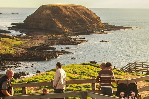 Healesville Sanctuary And Phillip Island Wildlife Bus Tour - Attractions Sydney 3