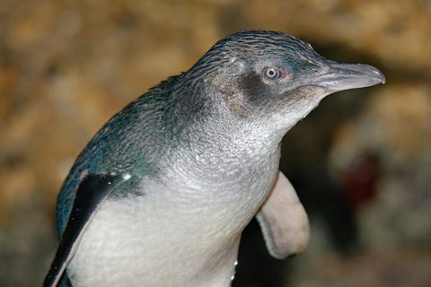 Healesville Sanctuary And Phillip Island Wildlife Bus Tour - Attractions Sydney 4