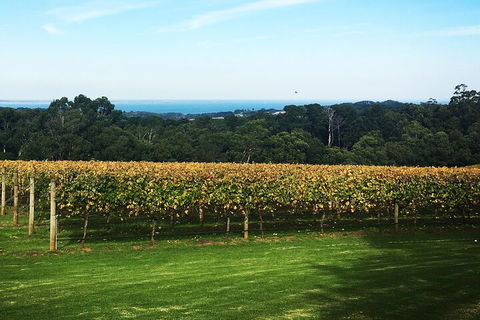 Yarra Valley Wine Tour Inc Lunch With A Glass Of Wine, Tastings And Chocolate - Attractions Sydney 2