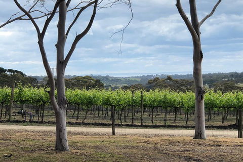Yarra Valley Wine Tour Inc Lunch With A Glass Of Wine, Tastings And Chocolate - Attractions Sydney 3