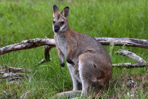 Ultimate Blue Mountains And Wildlife Tour - Attractions Sydney 0