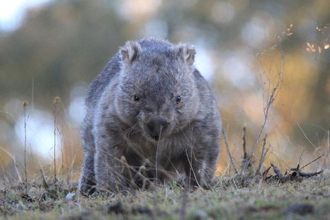 Ultimate Blue Mountains And Wildlife Tour - Attractions Sydney 3