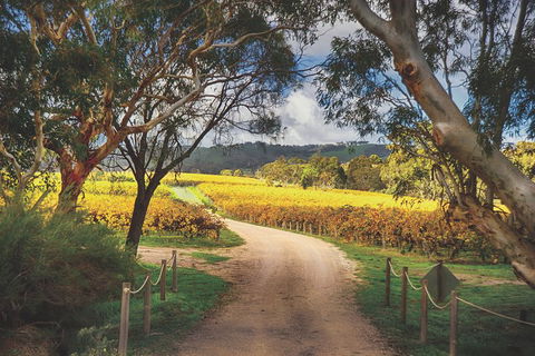 McLaren Vale Winery Small Group Tour With Wine Tasting And Lunch - Attractions Sydney 1