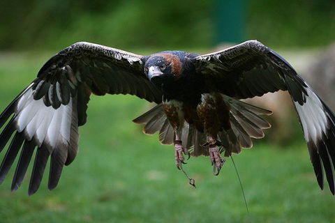 Yarra Valley Wildlife & Wine Day Tour From Melbourne With Healesville Sanctuary - Attractions Sydney 1