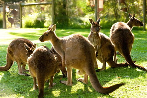 Yarra Valley Wildlife & Wine Day Tour From Melbourne With Healesville Sanctuary - Attractions Sydney 4