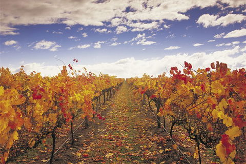 Yarra Valley Wildlife & Wine Day Tour From Melbourne With Healesville Sanctuary - Attractions Sydney 5