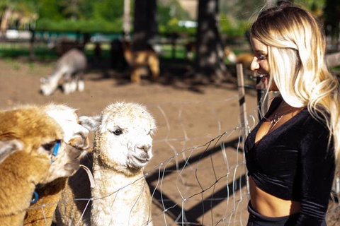 O'Reilly's & Lamington National Park Incl. Alpaca Farm + Vineyard - Attractions Sydney 3