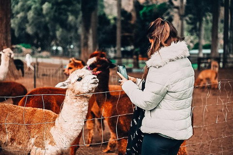 O'Reilly's & Lamington National Park Incl. Alpaca Farm + Vineyard - Attractions Sydney 5