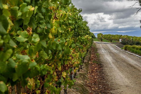 Yarra Valley Public Winery Tours - Attractions Sydney 2