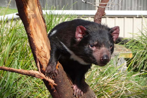Tasmania 6 Day 'Tour In Circle' - Attractions Sydney 1