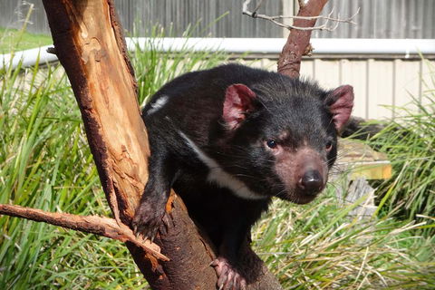 Tasmania 4 Day East Coast + Launceston - Attractions Sydney 2