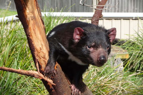 6-Day Tasmania Small-Group Guided Tour With Gourmet Food - Attractions Sydney 1