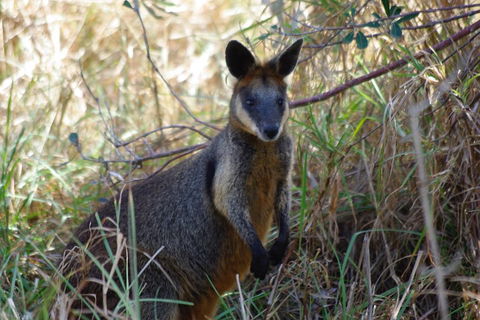 Byron Bay Combo: Hinterland Tour Including Minyon Falls And Kayaking With Dolphins - Attractions Sydney 2