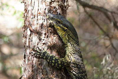 Byron Bay Combo Minyon Falls and Hinterland Day Trip and Learn to Surf at Byron Bay