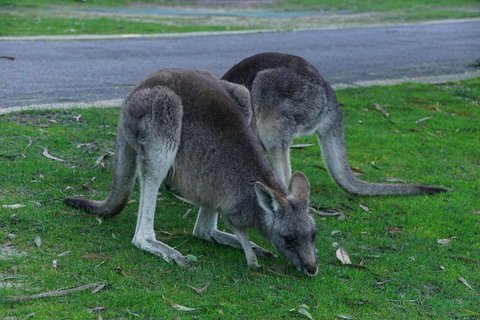 Private Grampians Day Tour - Attractions Sydney 5
