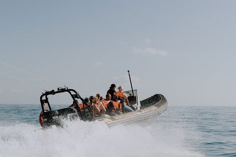 Adventure Whale Watching Tour Mooloolaba - Attractions Sydney 0