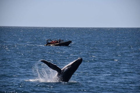Adventure Whale Watching Tour Mooloolaba - Attractions Sydney 1