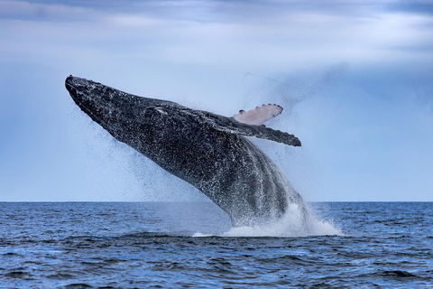 Adventure Whale Watching Tour Mooloolaba - Attractions Sydney 2