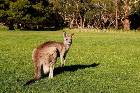 Full-Day Private Tour To Grampians From Melbourne - Attractions Sydney 5