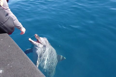 Noosa Wild Dolphin Safari - Attractions Sydney 0
