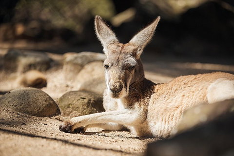 Sydney Taronga Zoo's Australian Animals Tour - Attractions Sydney 2