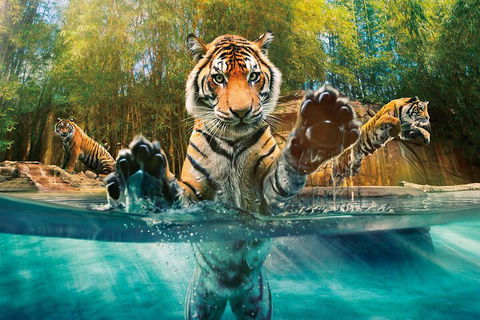 Croc Express To Australia Zoo From Gold Coast - Attractions Sydney 3