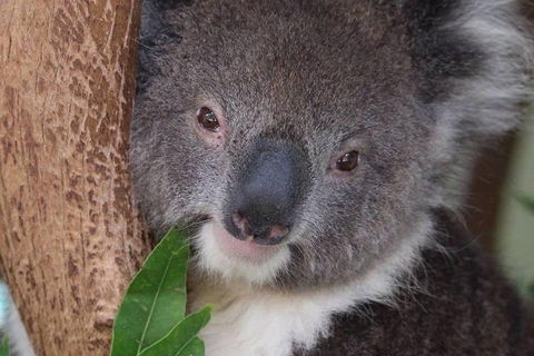 All Inclusive Blue Mountains Small-Group Day Trip From Sydney - Attractions Sydney 1