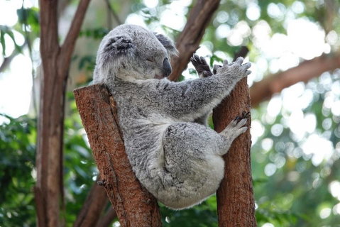 Small-Group Blue Mountains Tour With A Local Guide - Attractions Sydney 2