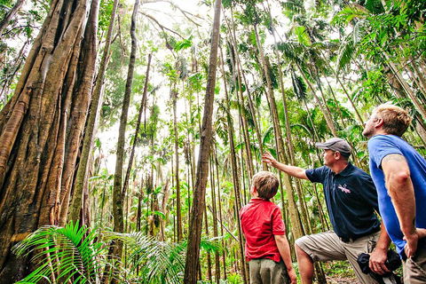 Natural Bridge & Springbrook Waterfalls Tour + Hot Air Balloon With Breakfast - Attractions Sydney 5