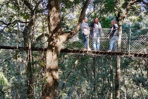 Lamington National Park, O'Reilly's & Vineyard Tour - Attractions Sydney 2