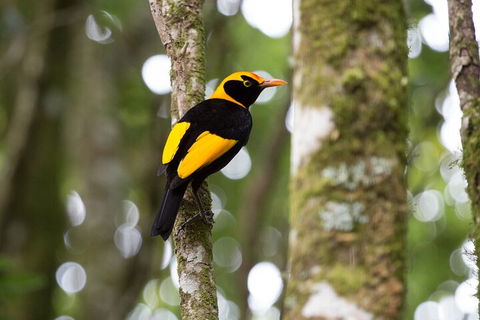 Lamington National Park, O'Reilly's & Vineyard Tour - Attractions Sydney 4