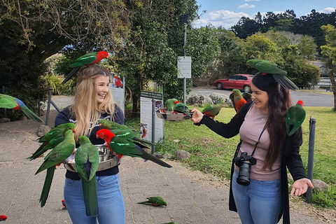 Lamington National Park, O'Reilly's & Vineyard Tour - Attractions Sydney 5