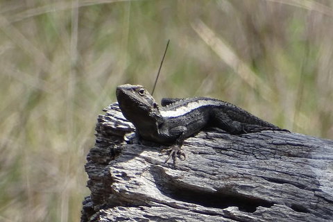 Inside The Greater Blue Mountains World Heritage - A Private Wildlife Safari Overnight - Attractions Sydney 2