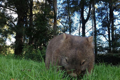 From The Mountains To The Bay - 4 Day Rediscovery Private Tour - Attractions Sydney 5
