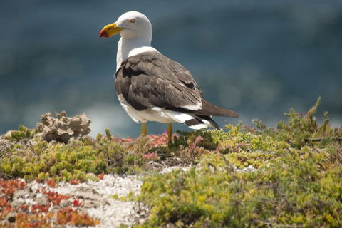 From The Mountains To The Bay - 4 Day Rediscovery Small Group Tour - Attractions Sydney 1