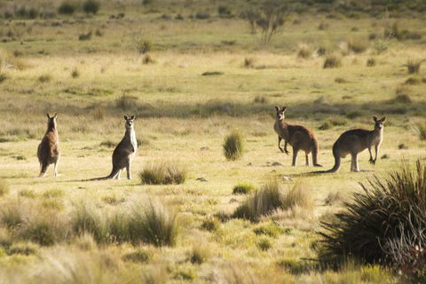 From The Mountains To The Bay - 4 Day Rediscovery Small Group Tour - Attractions Sydney 4