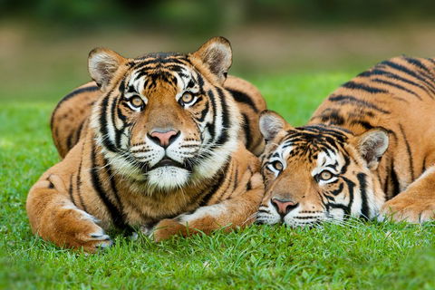 The Ultimate Gold Coast Attractions Pass - Attractions Sydney 2