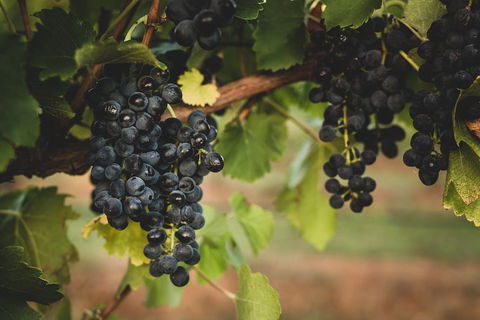 Hideaway Private Tours Hunter Valley- Indulgence Wine Tour (Full Day) - Attractions Sydney 3