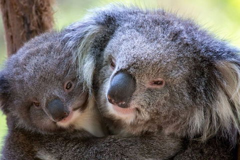 Half-Day Or Full-Day Tour With Private Guide From Melbourne - Attractions Sydney 1