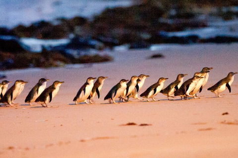 Half-Day Or Full-Day Tour With Private Guide From Melbourne - Attractions Sydney 5
