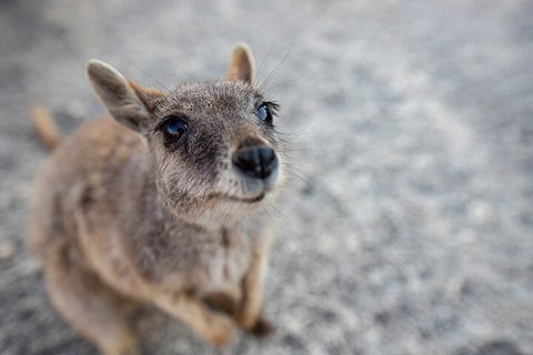 Chillagoe Caves And Outback Day Trip From Cairns - Attractions Sydney 2