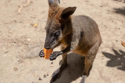 Chillagoe Caves And Outback Day Trip From Cairns - Attractions Sydney 5