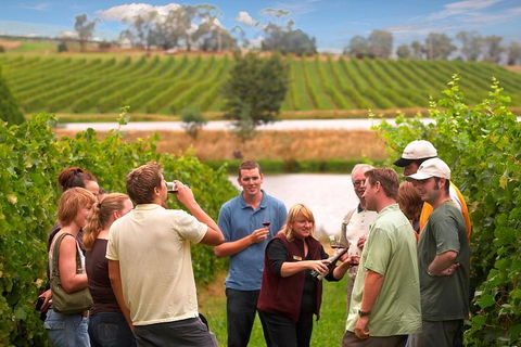 Yarra Valley Balloon Flight And Winery Tour - Attractions Sydney 4