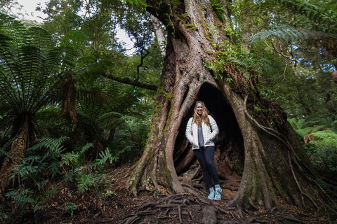 Great Ocean Road Small-Group Ecotour From Melbourne - Attractions Sydney 4