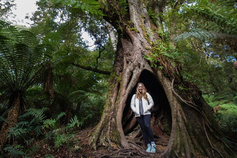 Two Day Melbourne To Adelaide Tour - Great Ocean Road & Grampians - Attractions Sydney 4
