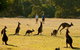 Two Day Melbourne To Adelaide Tour - Great Ocean Road & Grampians - thumb 5