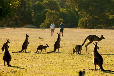 Two Day Melbourne To Adelaide Tour - Great Ocean Road & Grampians - Attractions Sydney 5