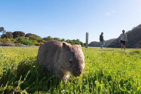 Wilson's Promontory Small Group Eco Tour From Melbourne - Attractions Sydney 2