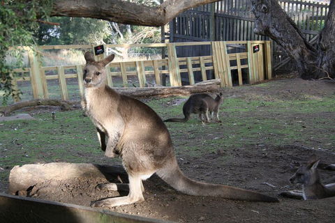 Mt. Wellington, Bonorong And Richmond Day Tour From Hobart - Attractions Sydney 2